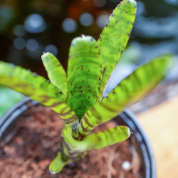 Neoregelia fleurida