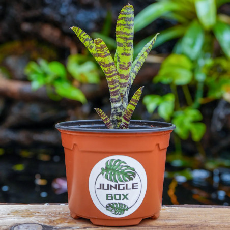 Neoregelia fleurida