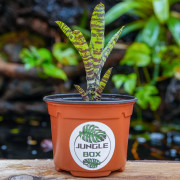Neoregelia fleurida