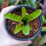 Neoregelia fleurida