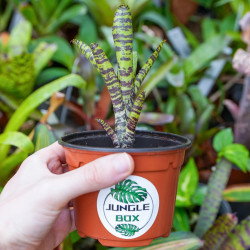 Neoregelia fleurida