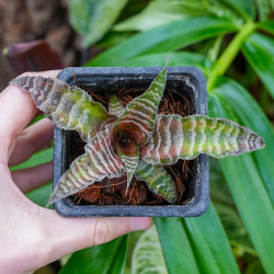 Cryptanthus zonatus