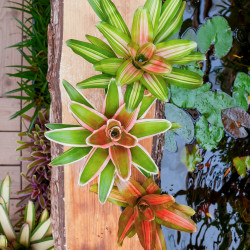 Set Neoregelia carolinae (vulcana, devroe, Mme Van Durme)