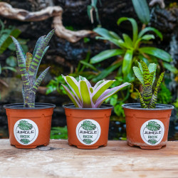 Set Neoregelia ( purpurea, mini, eteria)