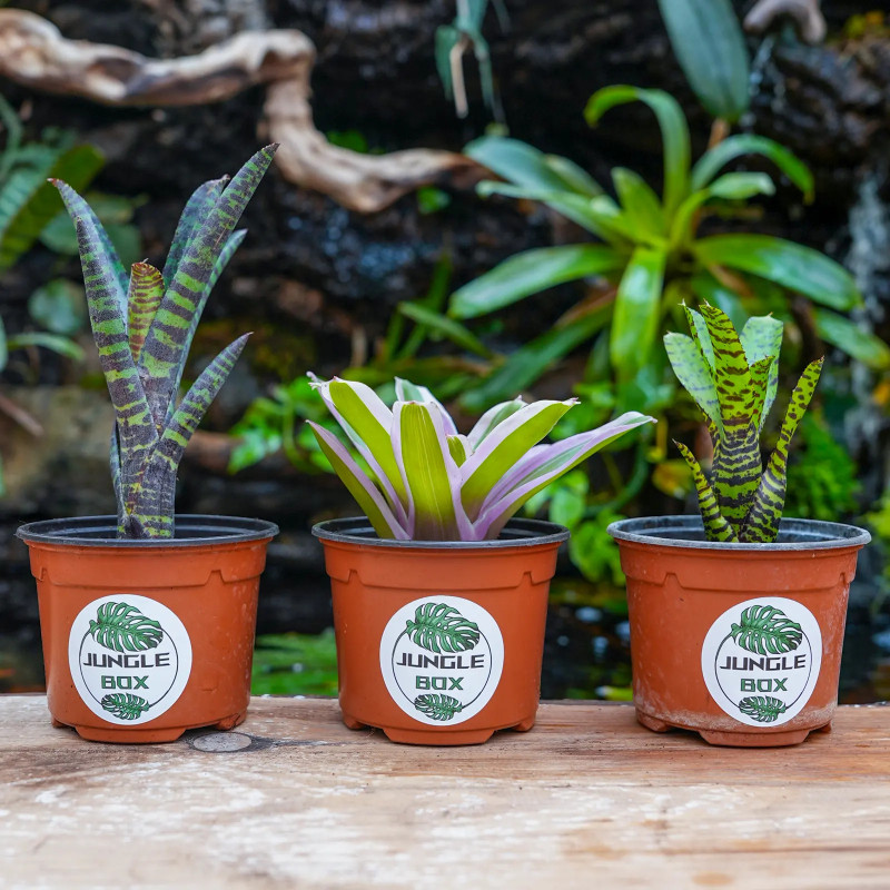 Set Neoregelia ( purpurea, mini, eteria)