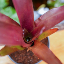 Neoregelia xantipa