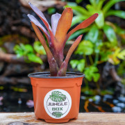Neoregelia xantipa