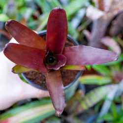 Neoregelia xantipa