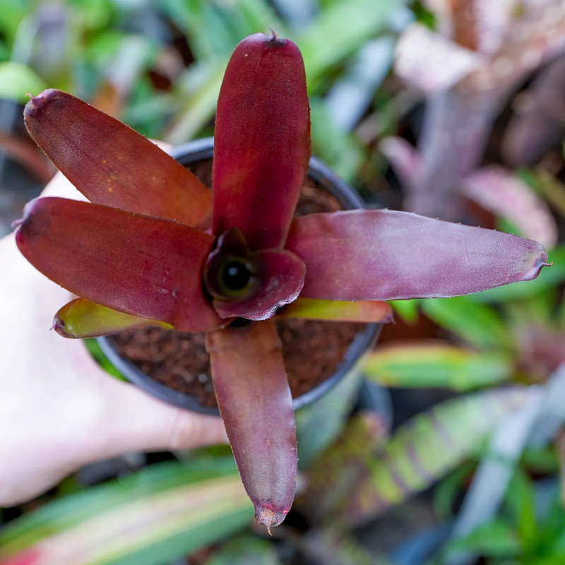 Neoregelia xantipa