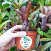 Neoregelia xantipa