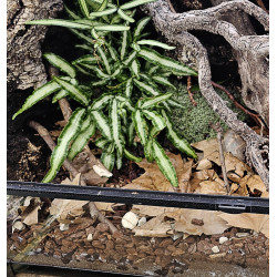 Écorces de Pin Calibrées Premium pH 5 – Terrarium & Plantes Tropicales | JungleBox