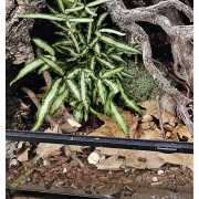 Écorces de Pin Calibrées Premium pH 5 – Terrarium & Plantes Tropicales | JungleBox