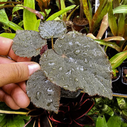 begonia limprichtii