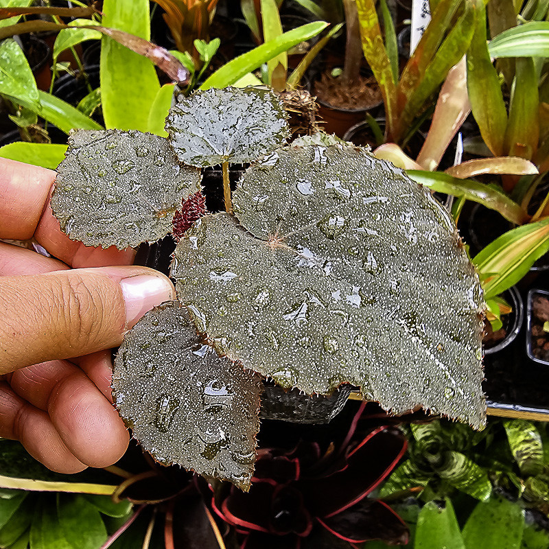 begonia limprichtii