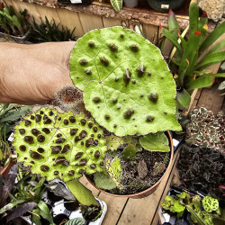 Begonia ferox