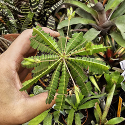 Biophytum sensitivum
