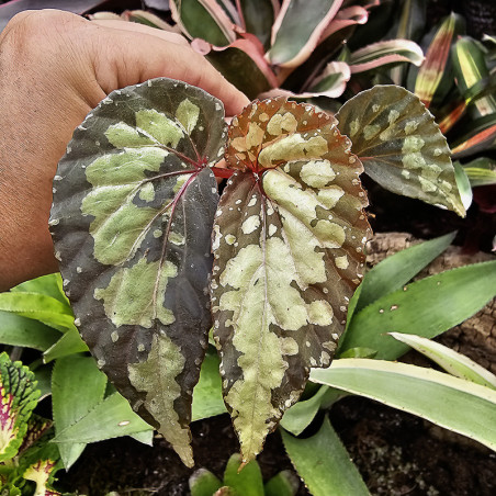 Begonia 'Lucifer'