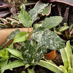 Ficus snowstorm – Plante tropicale panachée rare d’intérieur et terrarium