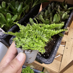 fougère pour terrariums