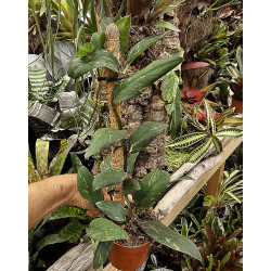 Rhaphidophora elliptica 'Aurea'