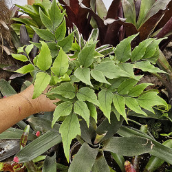 Cyrtomium fortunei clivicolum