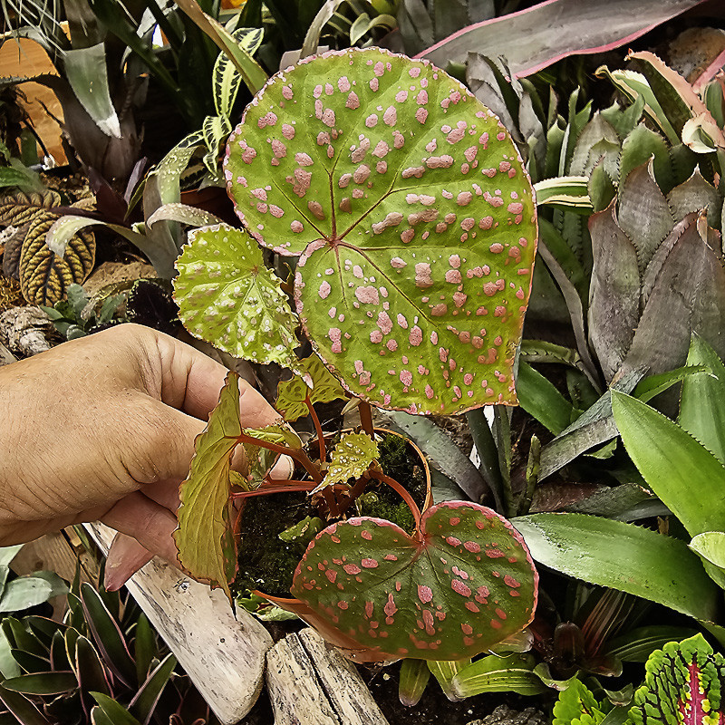 Begonia sp. Muara Wahau