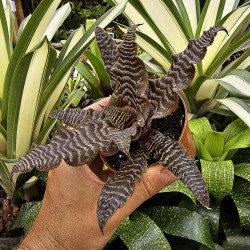 Cryptanthus zonatus