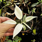 Philodendron Florida Ghost