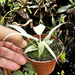 Philodendron Florida Ghost