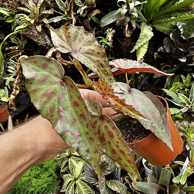 Begonia amphioxus x malachosticta