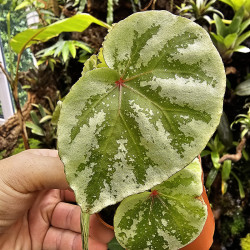 Begonia 'Temuyuk Silver'