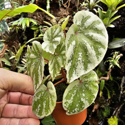 Begonia 'Temuyuk Silver'