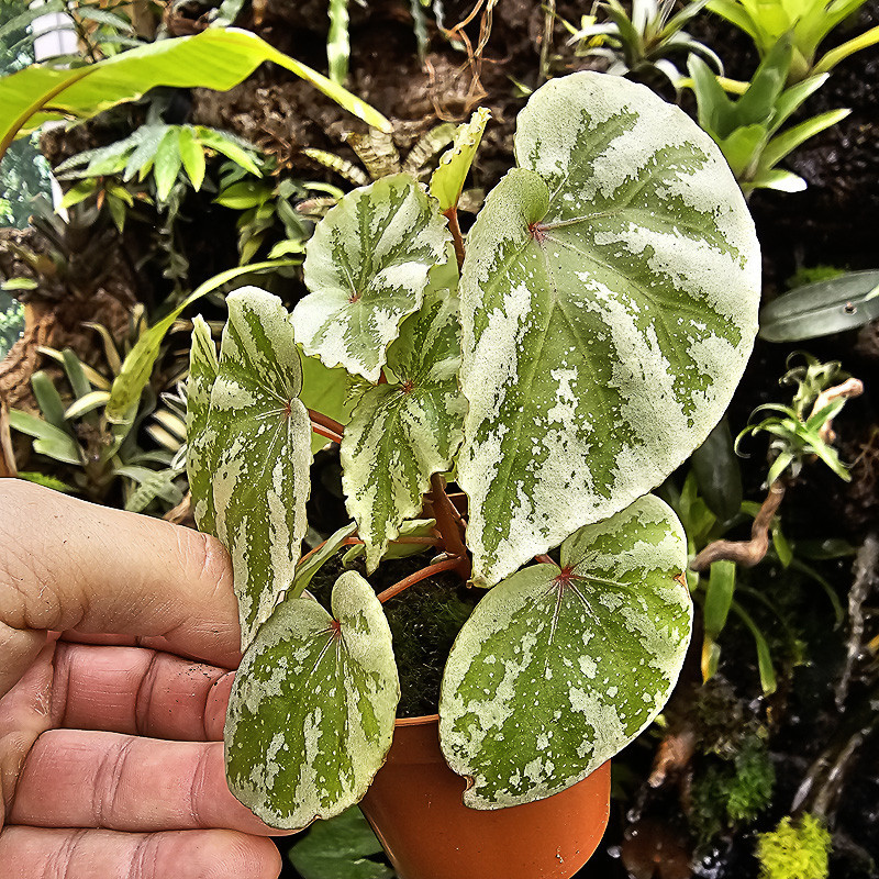Begonia 'Temuyuk Silver'