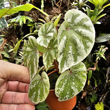 Begonia 'Temuyuk Silver'