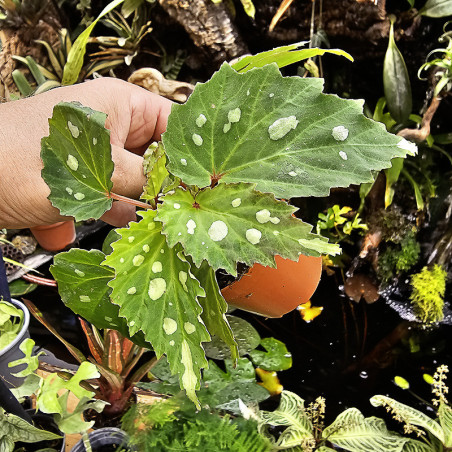 Begonia 'Mantuk'