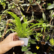 fougère pour terrariums