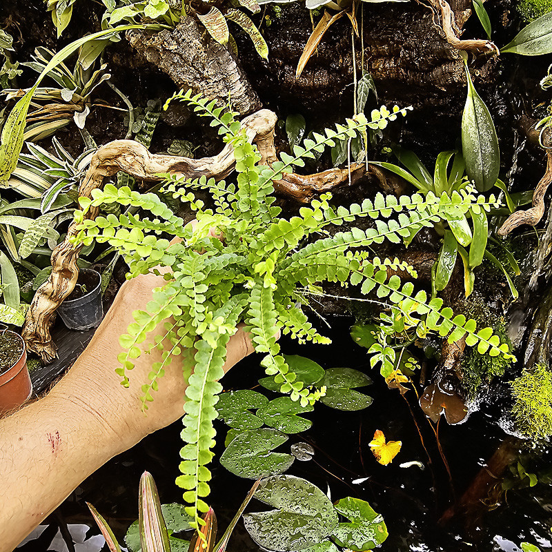 Nephrolepis duffy