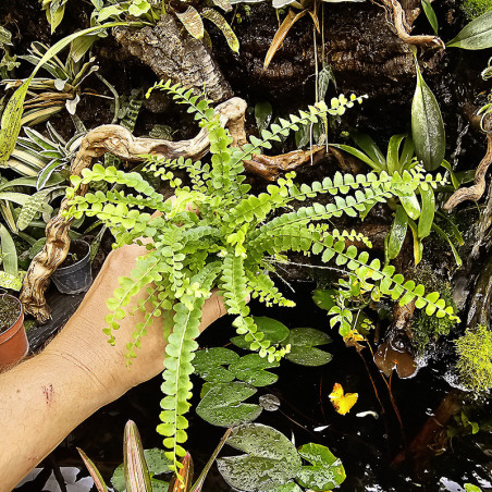 Nephrolepis duffy