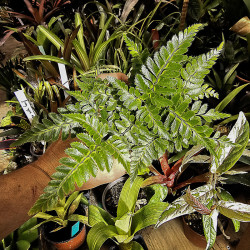 Rumohra adiantiformis 'Variegata'