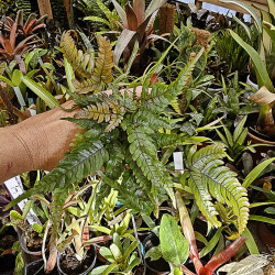 Pteris quadriaurita 'Tricolor'