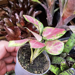 Aglaonema Pink Star – tropical plant