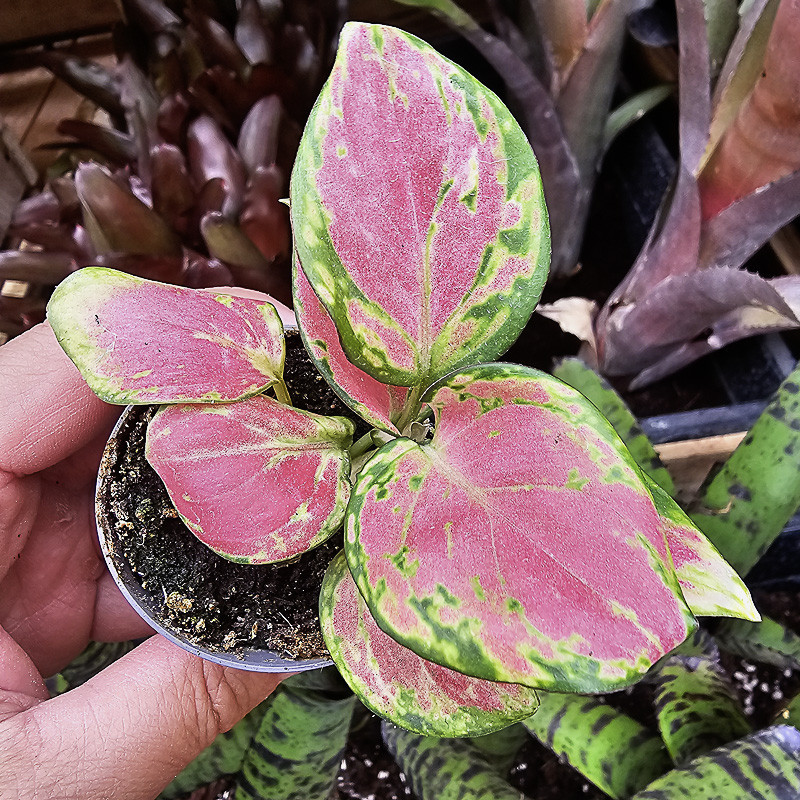 Aglaonema Pink Star – tropical plant