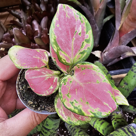 Aglaonema Pink Star – tropical plant