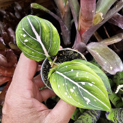 Aglaonema ‘Toms Pride’ – tropical plant