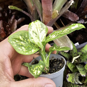 Aglaonema Super White – Rare White Tropical Plant | JungleBox