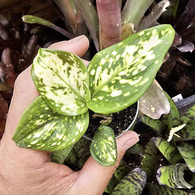 Aglaonema Super White