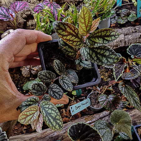 Pellionia pulchra – Plante tropicale retombante pour terrarium | JungleBox