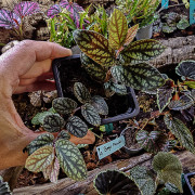 Pellionia pulchra – Plante tropicale retombante pour terrarium | JungleBox