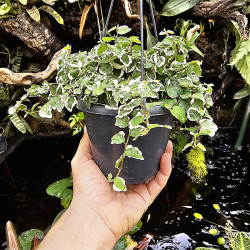 Ficus pumila 'Sunny' – Figuier rampant panaché pour terrarium et intérieur tropical