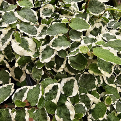 Ficus pumila 'Sunny' – Figuier rampant panaché pour terrarium et intérieur tropical
